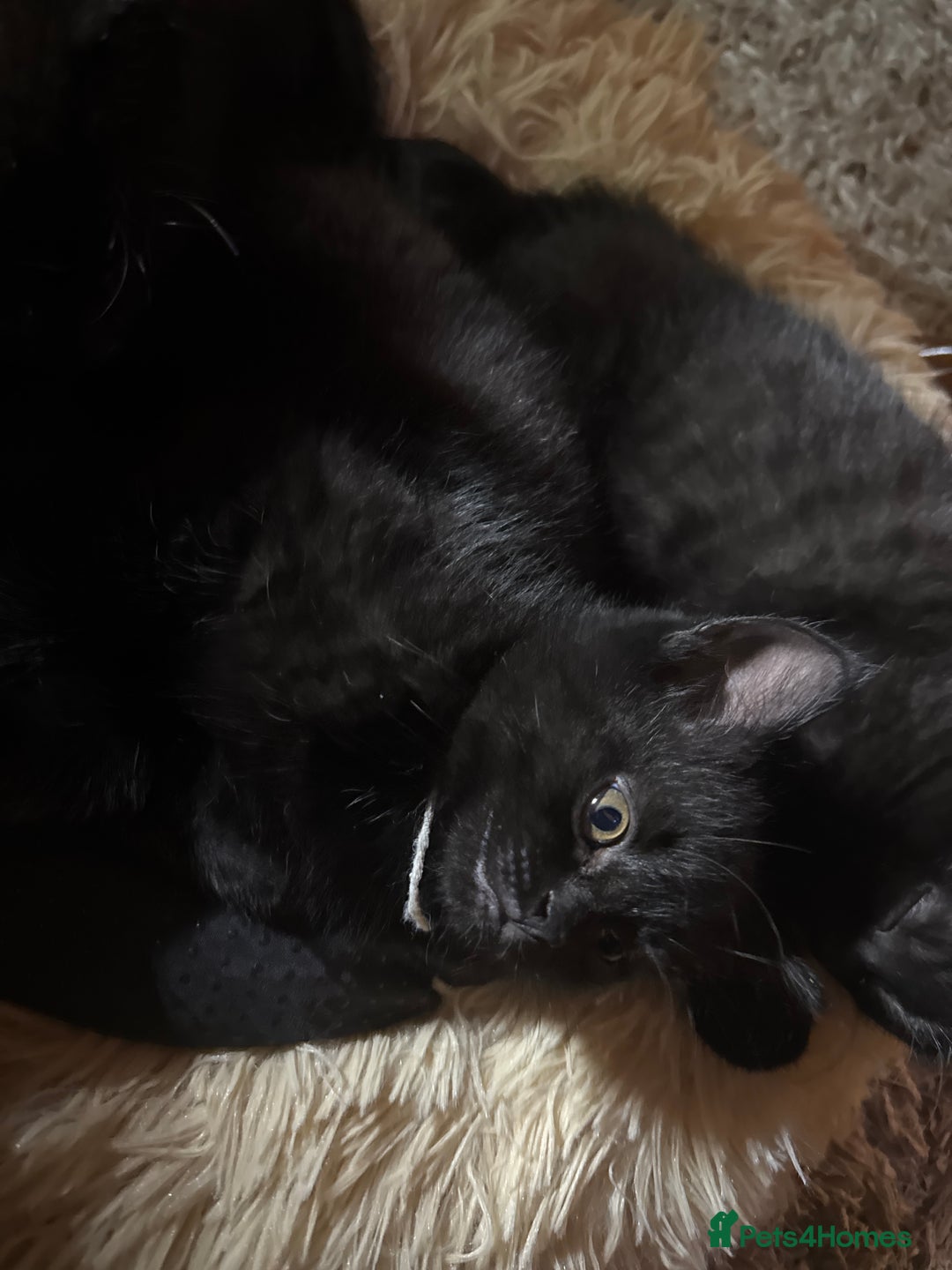Bombay cats for sale: Black Kittens - Image 7