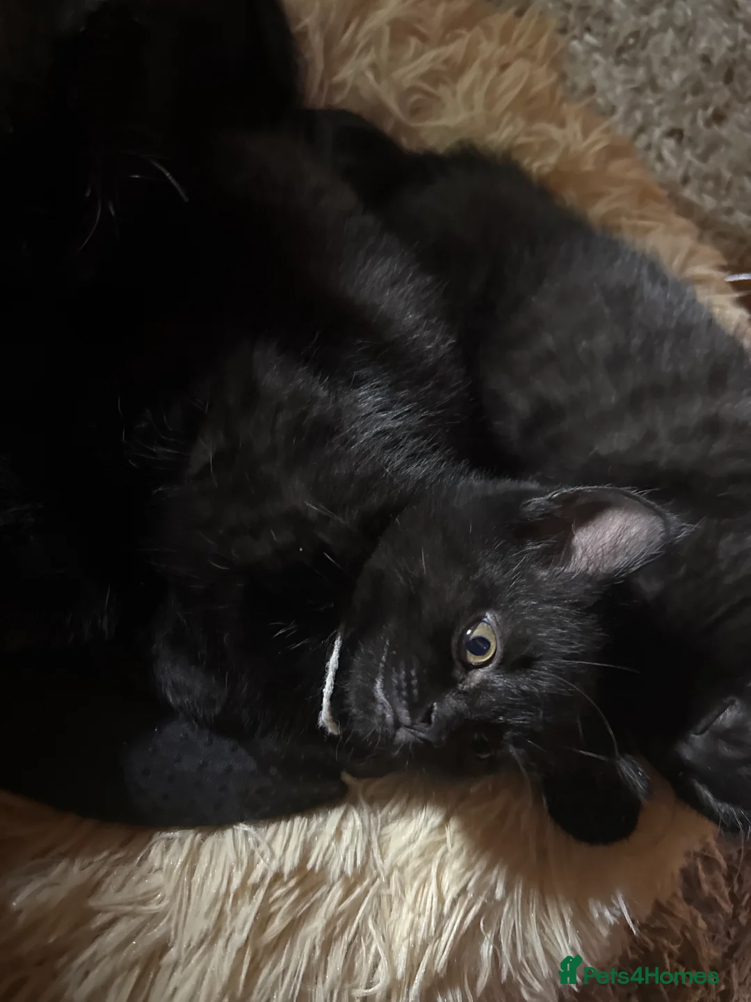 Bombay cats for sale: Black Kittens - Advert 6