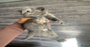 Mixed Breed cats - Advert 14