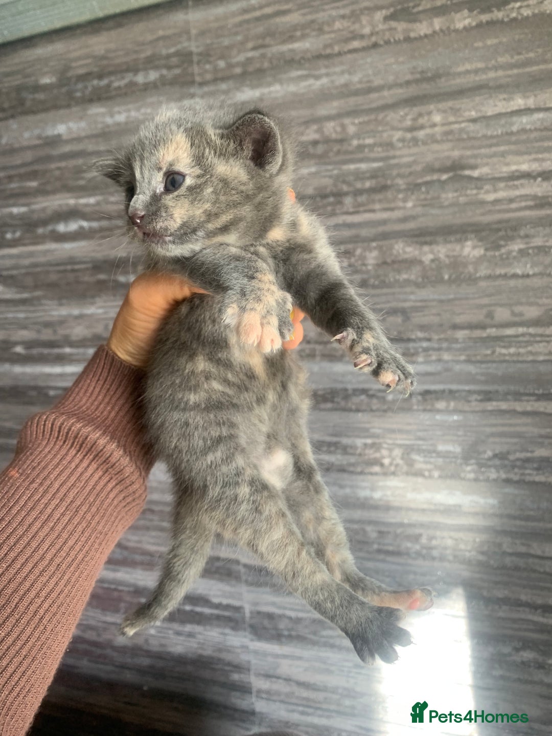 Mixed Breed cats for sale: 5 beautiful mixed British short hair  ✨ - Image 5