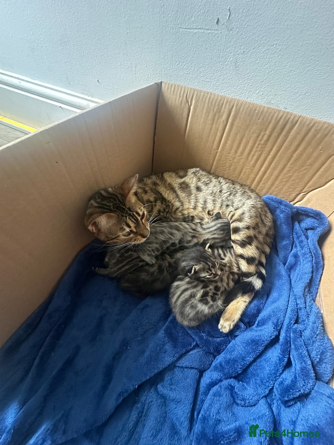 Bengal cats for sale: Silver Purebreed Bengals - Advert 2