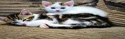 Mixed Breed cats for sale: 8 Adorable Kittens Looking for Their New Homes - Advert 23