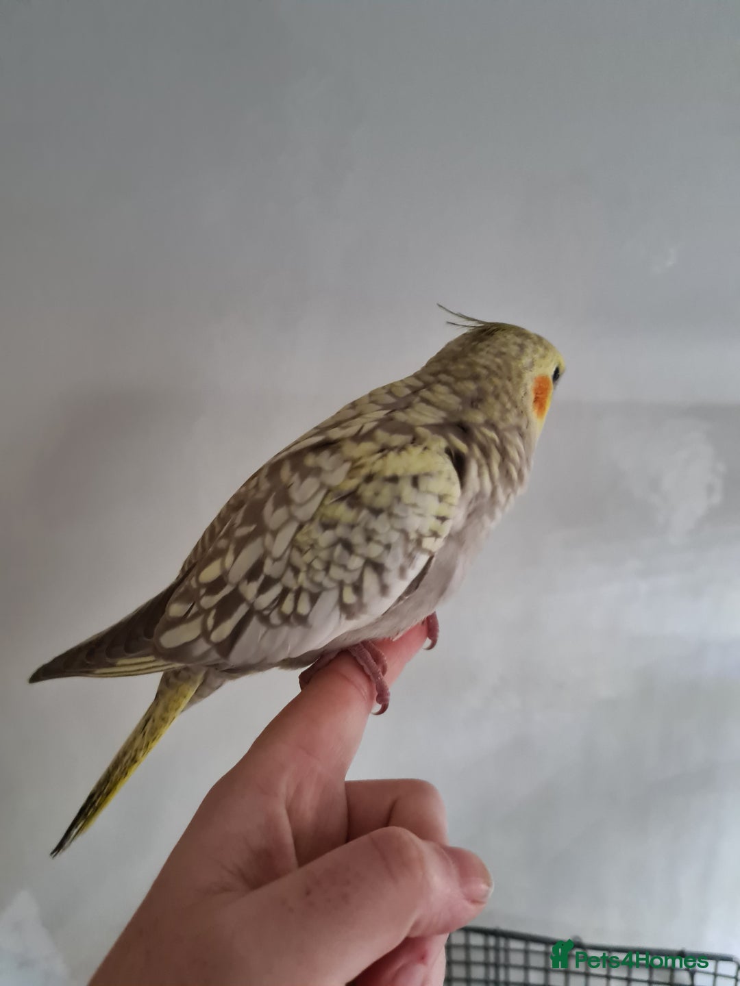 Cockatiels birds for sale: One Male, One Female Hand-Tame Sweet Cockatiels - Advert 3