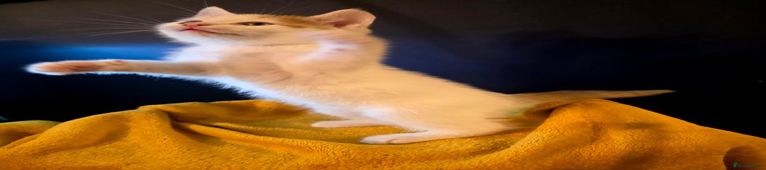 Boy soft white ginger .Kitten 5