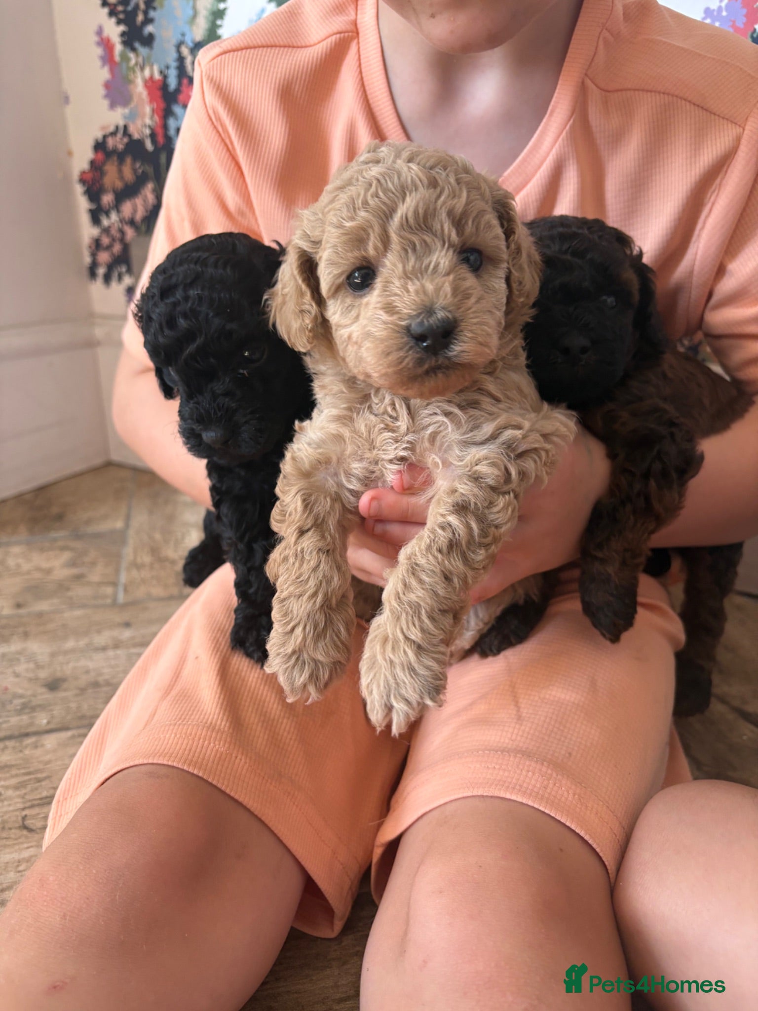 Cavapoo dogs Cavapoo puppies 3 Need Homes 🐶 - Advert 2
