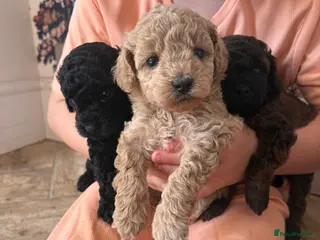 Cavapoo dogs Cavapoo puppies 1 Boy 1 Girl Left ❤️ - Advert 4