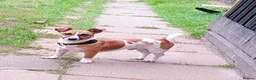 Jack Russell dogs for sale: Male Jack Russell for sale - Advert 3