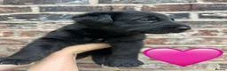 German Shepherd dogs for sale: Dutch shepherd x German shepherd puppies for sale in Stockport - Advert 4