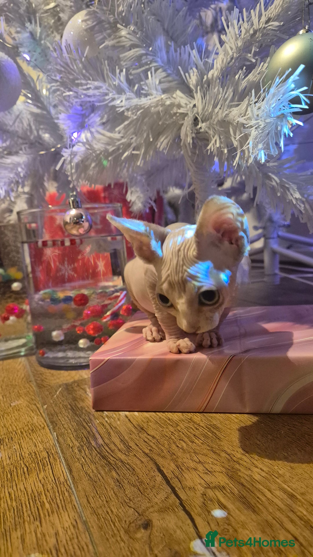 Sphynx cats for sale: Exclusive Sphynx Kittens Looking for Forever Homes - Advert 11