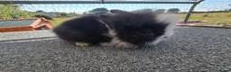Lionhead rabbits for sale: 9 week old baby bunnies  in Brynteg - Advert 1