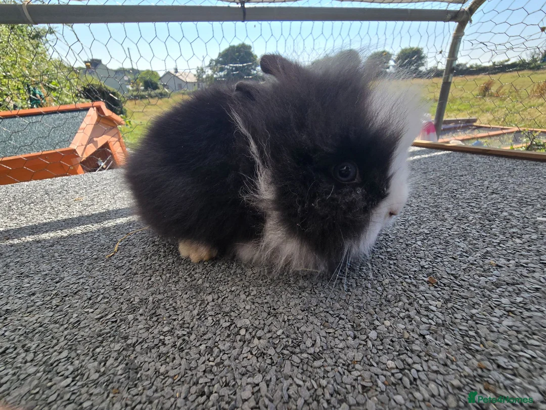 Lionhead rabbits for sale: 9 week old baby bunnies  in Brynteg - Advert 1