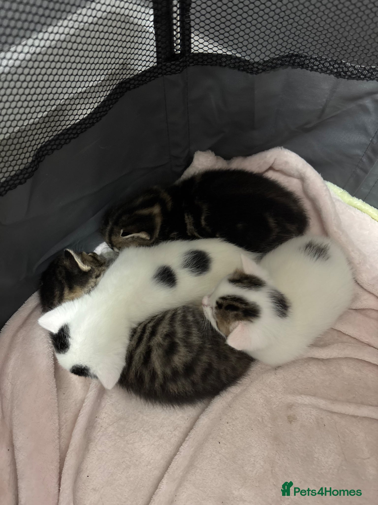 Domestic Shorthair cats 3 kittens for sale, 3 weeks old sex not confirmed  - Advert 3