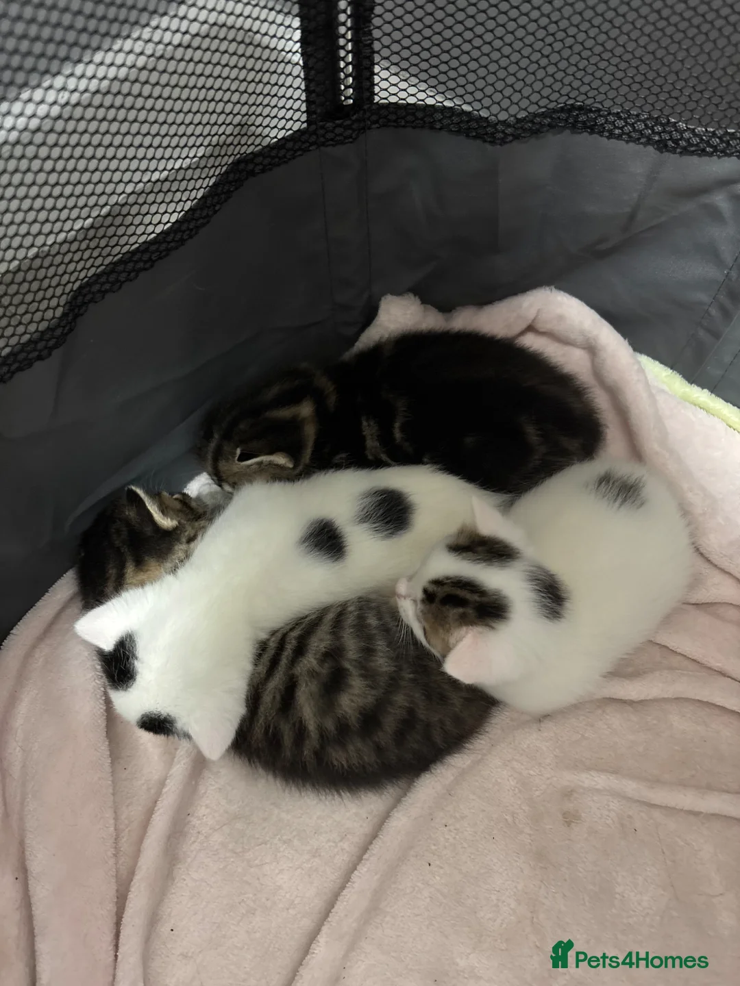 Domestic Shorthair cats for sale: 3 kittens for sale, 3 weeks old sex not confirmed  - Advert 1