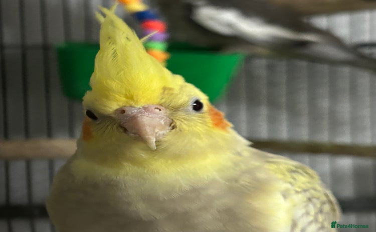Cockatiels birds - Advert 20