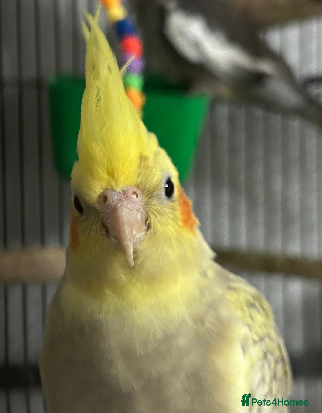 Cockatiels birds for sale: Baby Cockatiels - Image 7