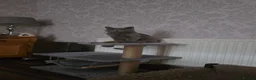 British Shorthair cats for sale: Stunning British short hair kittens  - Advert 9