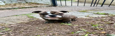English Bulldog 2