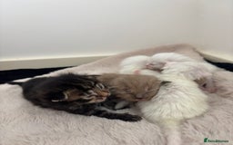 Maine Coon cats for sale: Main coon cross ragdoll  - Image 6