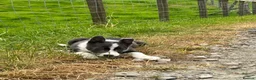 Border Collie dogs for sale: Grey and white collie pups  in Girvan - Advert 7