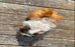 Guinea Pig rodents for sale: Abyssinian long haired  - Image 12