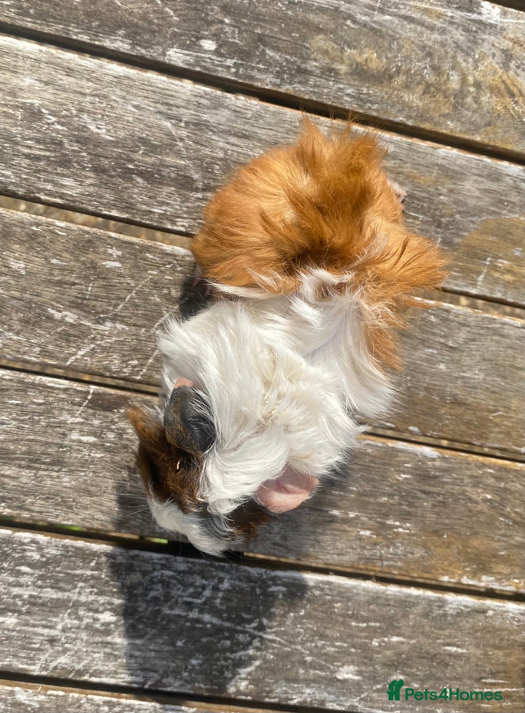 Guinea Pig rodents for sale: Abyssinian long haired  - Image 12
