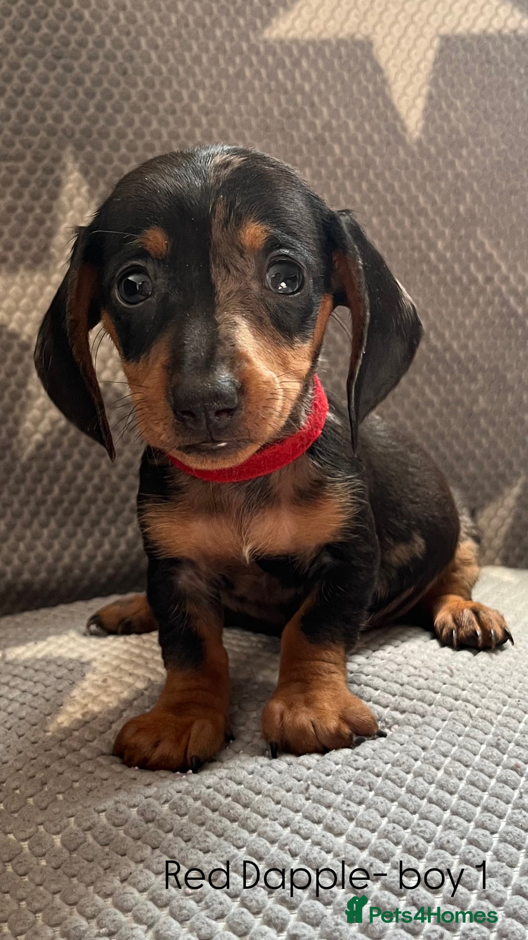 Dachshund dogs for sale:  !!Reduced!!READY TO LEAVE!! miniature dachshunds  - Image 1