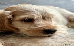 Cocker Spaniel dogs for sale: 4 Beautiful Puppies. KC Sable Show Cocker Puppies  - Image 6