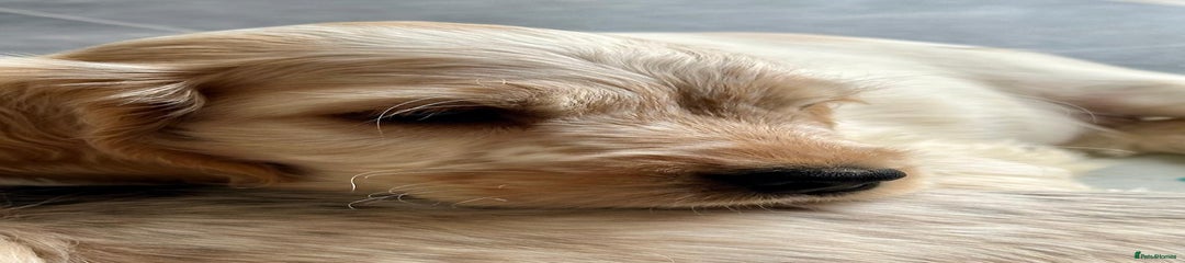 Cocker Spaniel Puppy 4