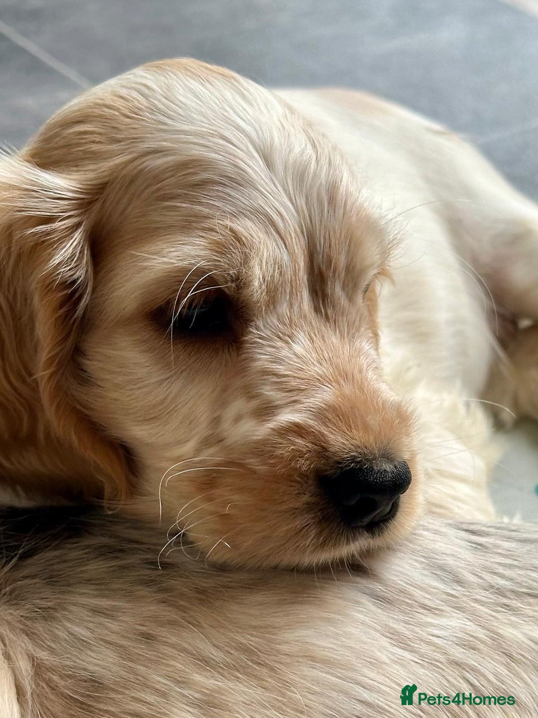 Cocker Spaniel dogs for sale: 4 Beautiful Puppies. KC Sable Show Cocker Puppies  - Image 6