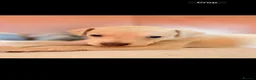 Italian Greyhound dogs for sale: Italian Greyhound Puppies —Licensed 5-Star Breeder - Advert 3