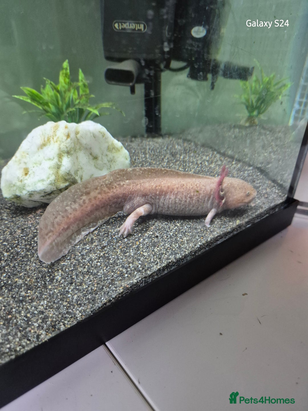 Catfish fish for sale: Axolotls  - Advert 2