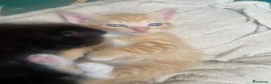 Ginger boy kitten