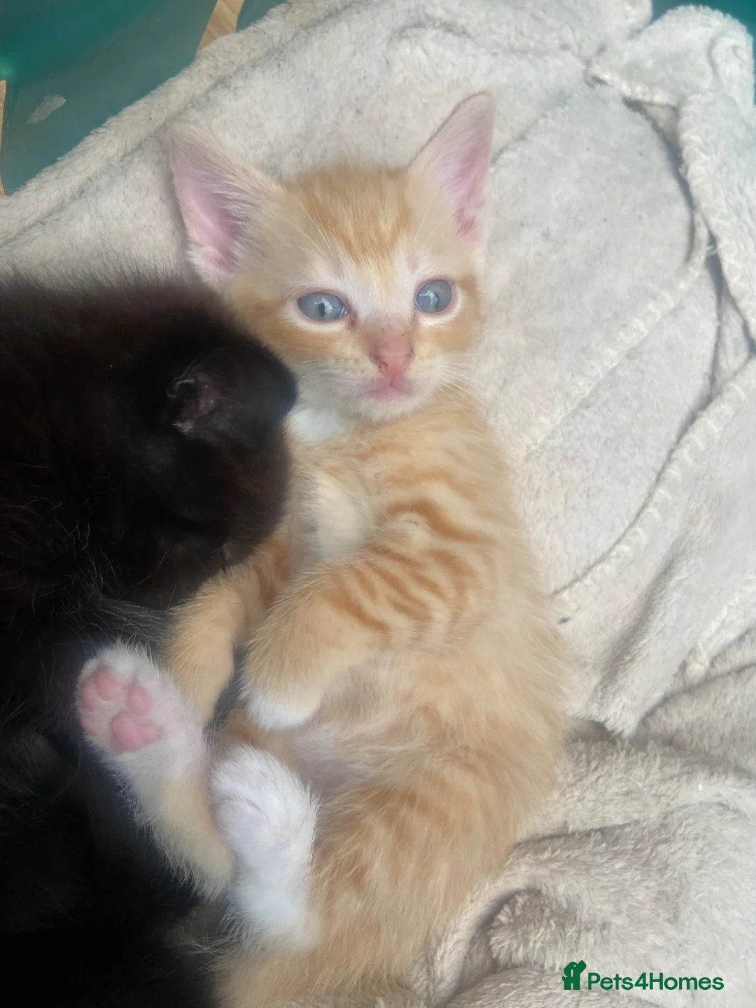 Mixed Breed cats for sale: Male ginger kitten  - Advert 8