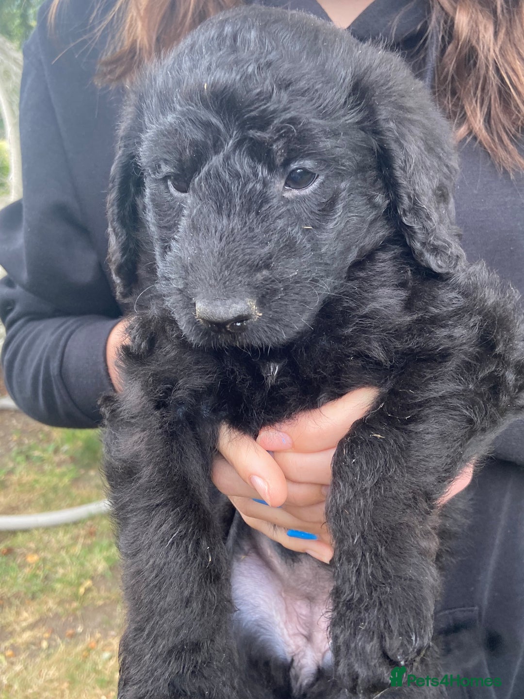 Aussiedoodle dogs for sale: Gorgeous Aussie Doodle Pups - Image 36