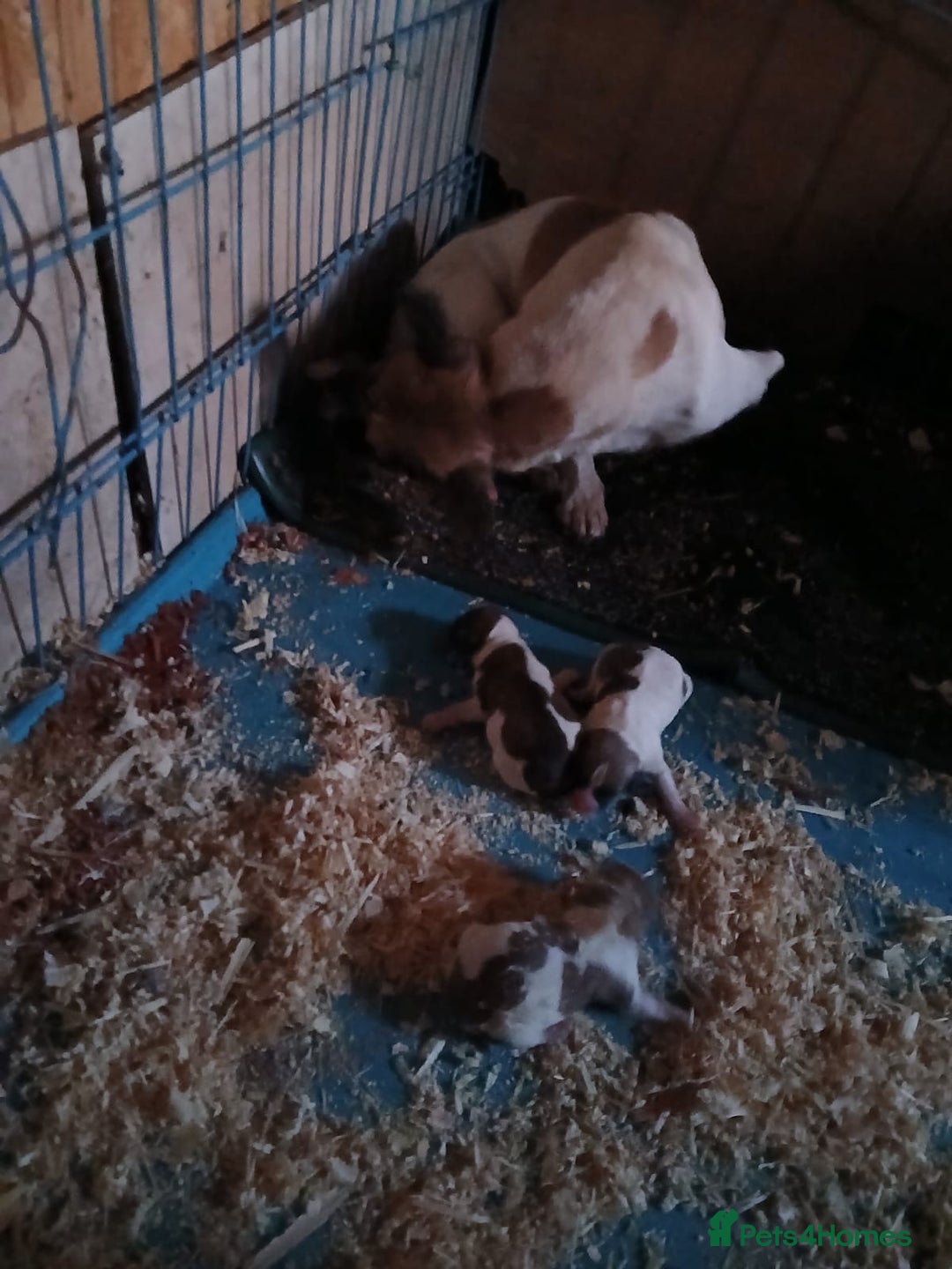Jack Russell dogs for sale: Beautiful Jack Russel Puppies  - Image 13