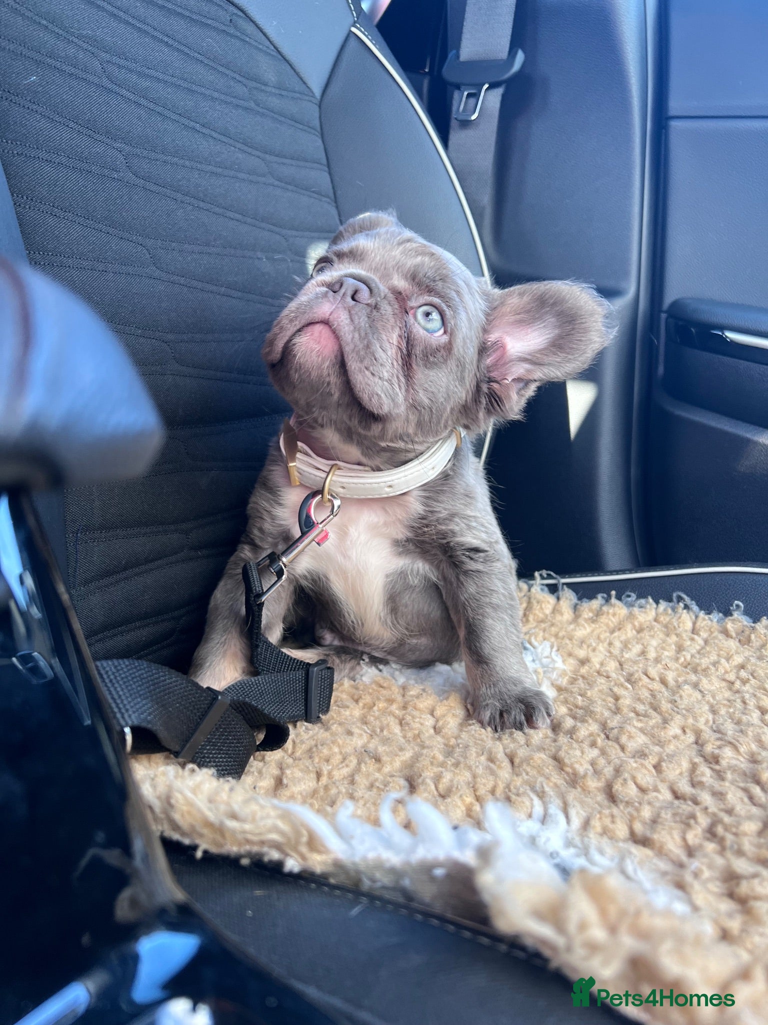 French Bulldog dogs Fully Vaccinated Fluffy French Bulldog Puppies - Advert 1