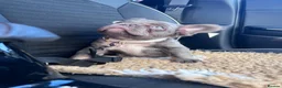 French Bulldog dogs for sale: Fully Vaccinated Fluffy French Bulldog Puppies - Advert 1