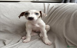 Mixed Breed dogs for sale: Collie Whippet Greyhound  - Image 12