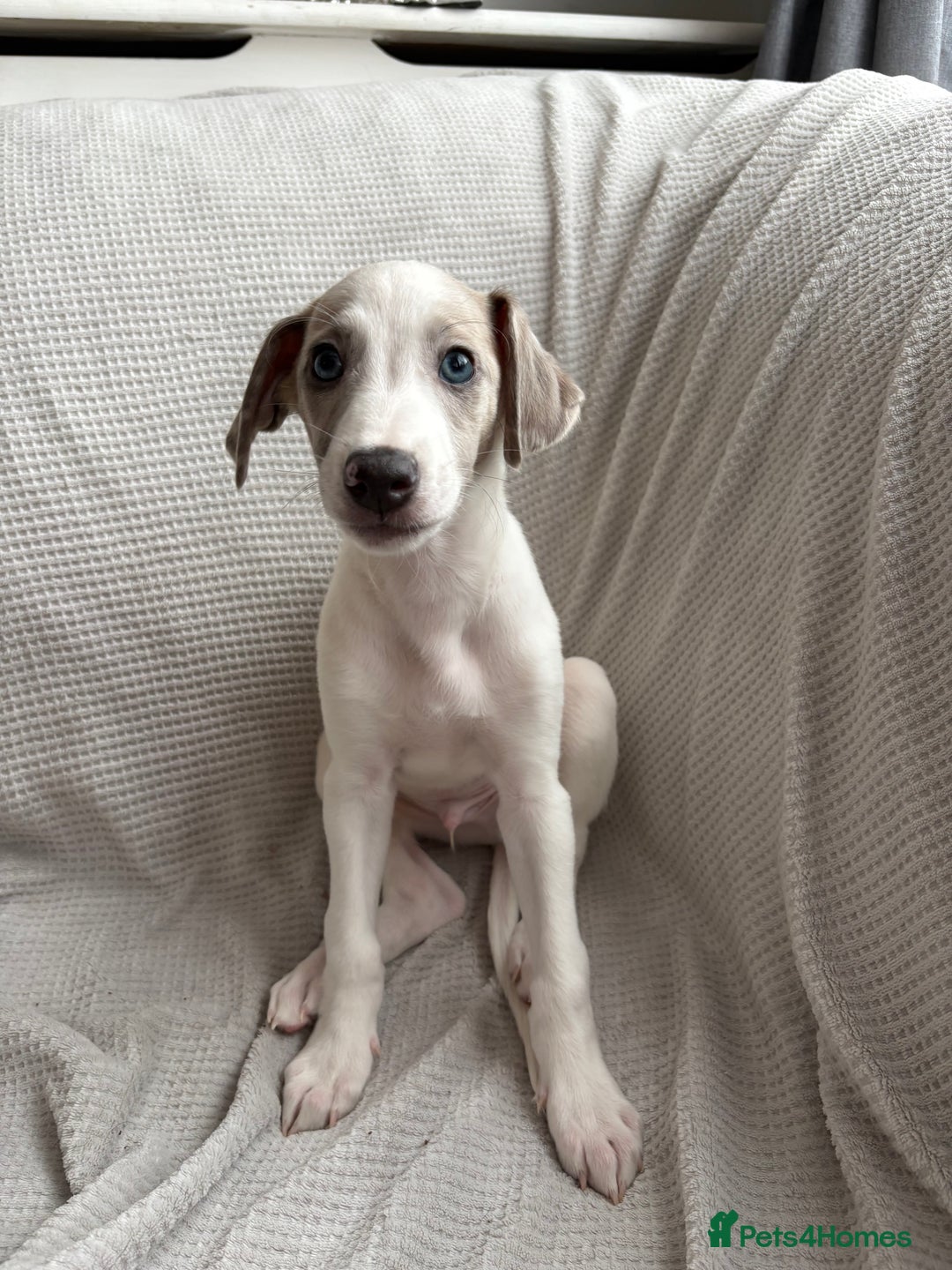 Mixed Breed dogs for sale: Collie Whippet Greyhound  - Image 12