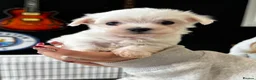 Maltese dogs for sale: Maltese Puppies - Advert 6