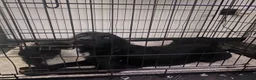 Cocker Spaniel dogs for sale: Stunning spaniel girls looking for forever homes - Advert 4