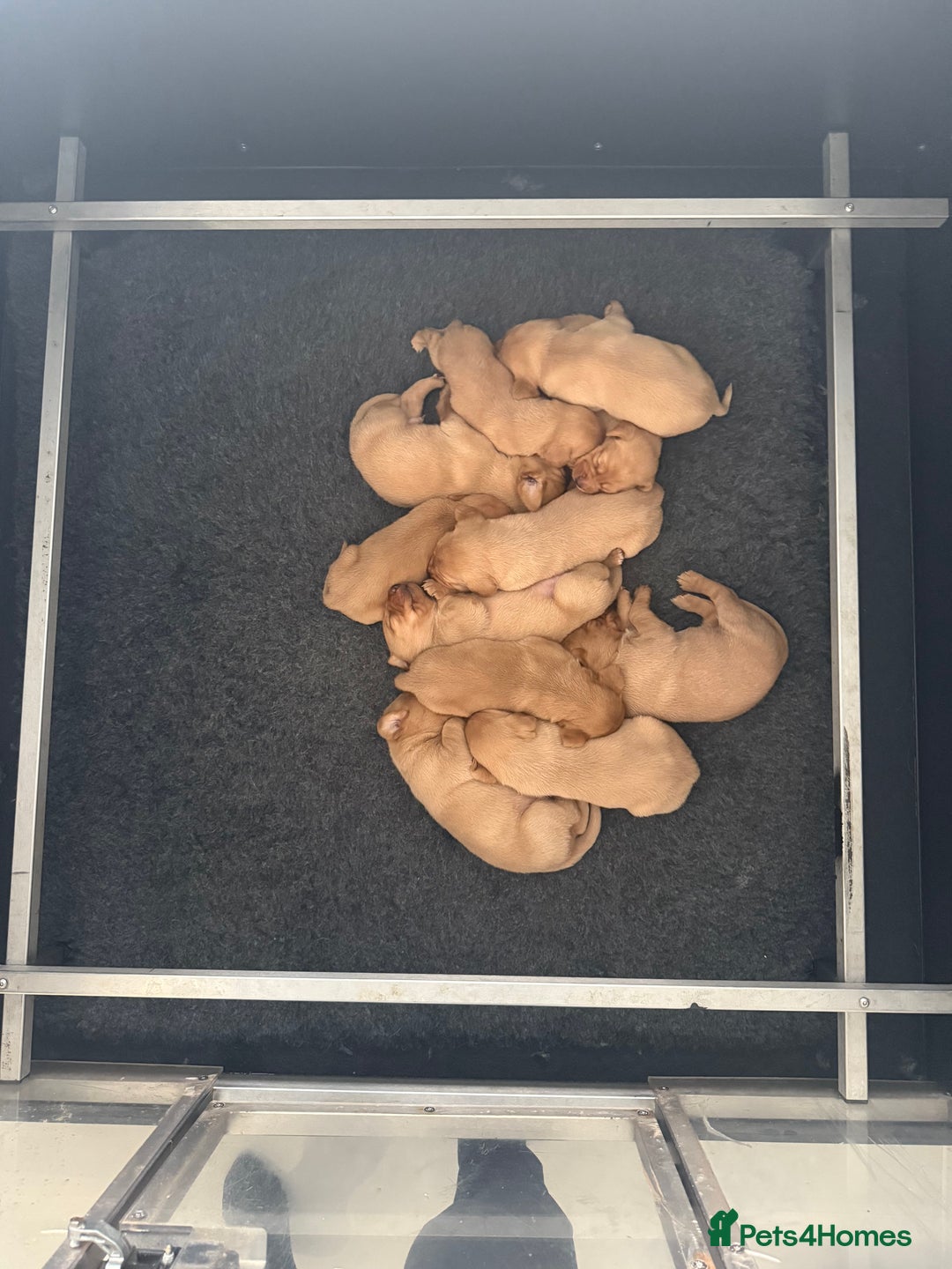 Labrador Retriever dogs for sale: Beautiful fox red puppies  - Advert 6