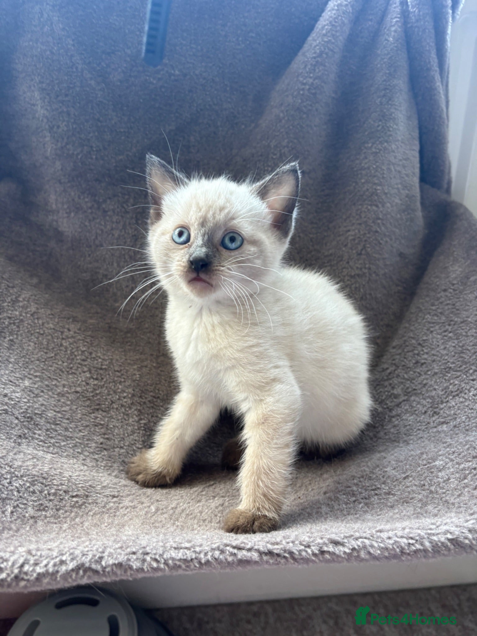 Mixed Breed cats Kittens for forever homes - READ AD FIRST  - Advert 2