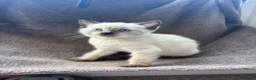 Mixed Breed cats for sale: Kittens for forever homes - READ AD FIRST  - Advert 1