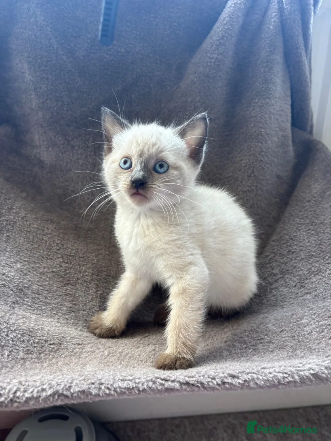 Mixed Breed cats for sale: Kittens for forever homes - READ AD FIRST  - Advert 1