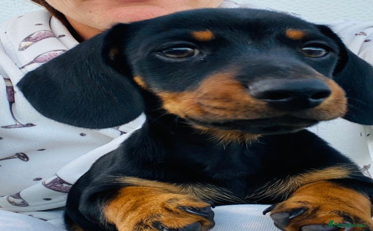 Dachshund dogs - Advert 4