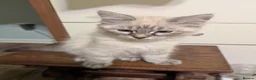 Siberian cats for sale: Siberian kitten  - Advert 12