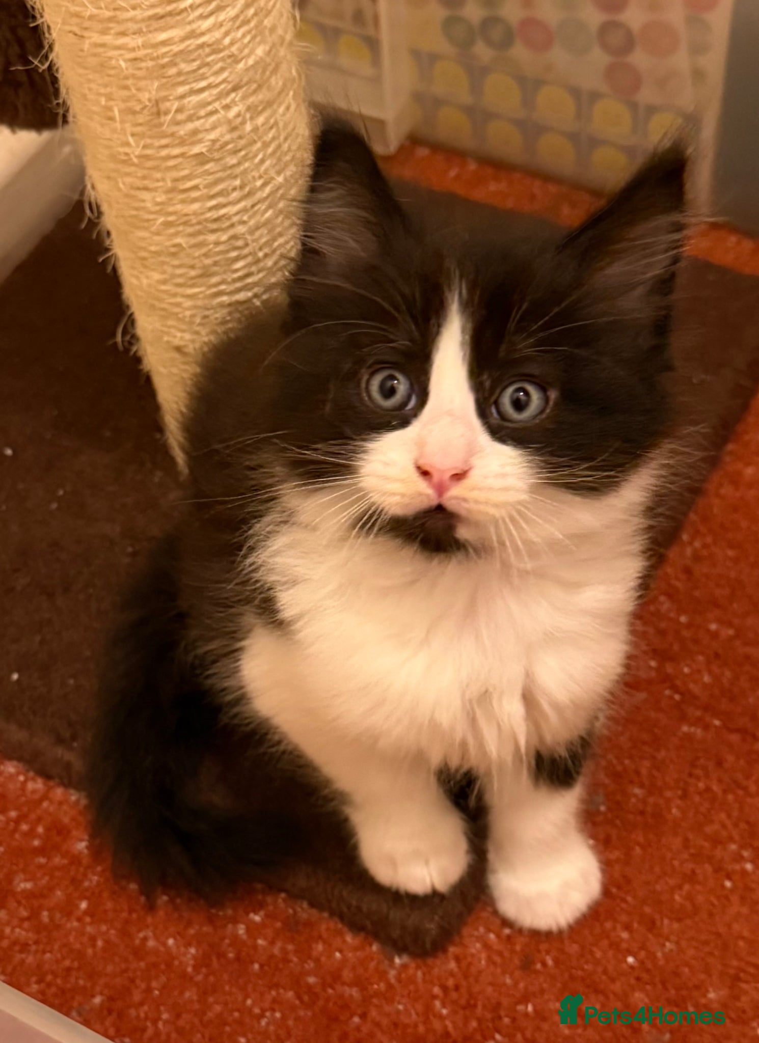 Maine Coon cats 1 Kitten Left 🖤 1 boy  - Advert 3
