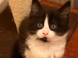 Maine Coon cats 1 Kitten Left 🖤 1 boy - Advert 3