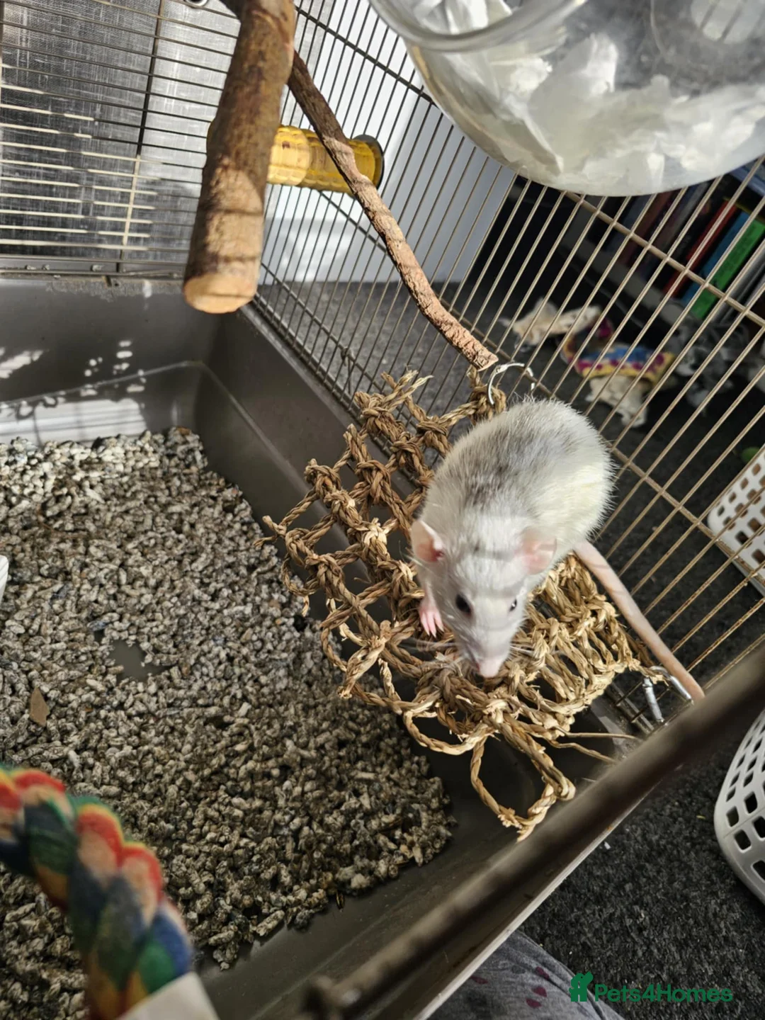 Rat rodents for sale: 3 Female rats - Advert 3